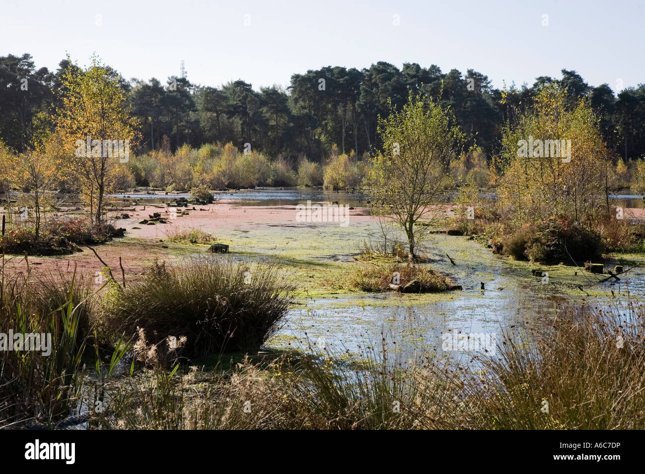 Blakemere Moss Delamere Wald Cheshire UK Stockfoto