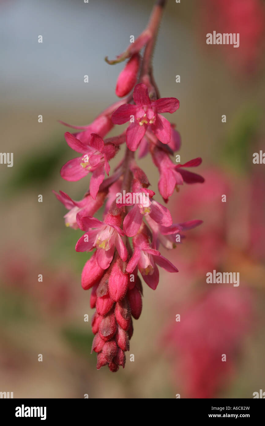 Rote Blüte Johannisbeeren - Ribes sanguineum Stockfoto