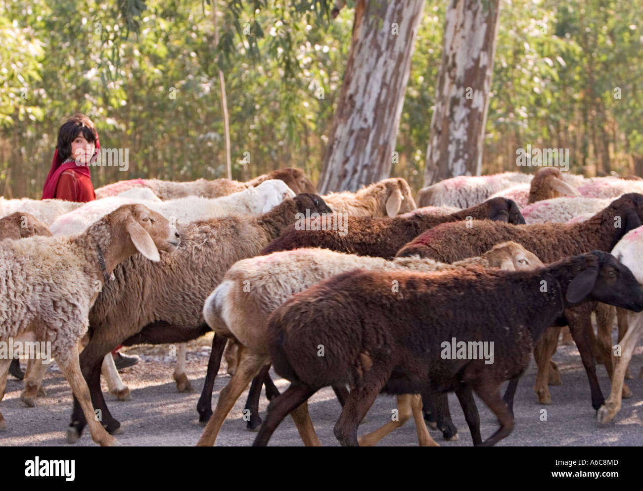 Familie nimmt Ziegenherde auf den Markt Stockfoto