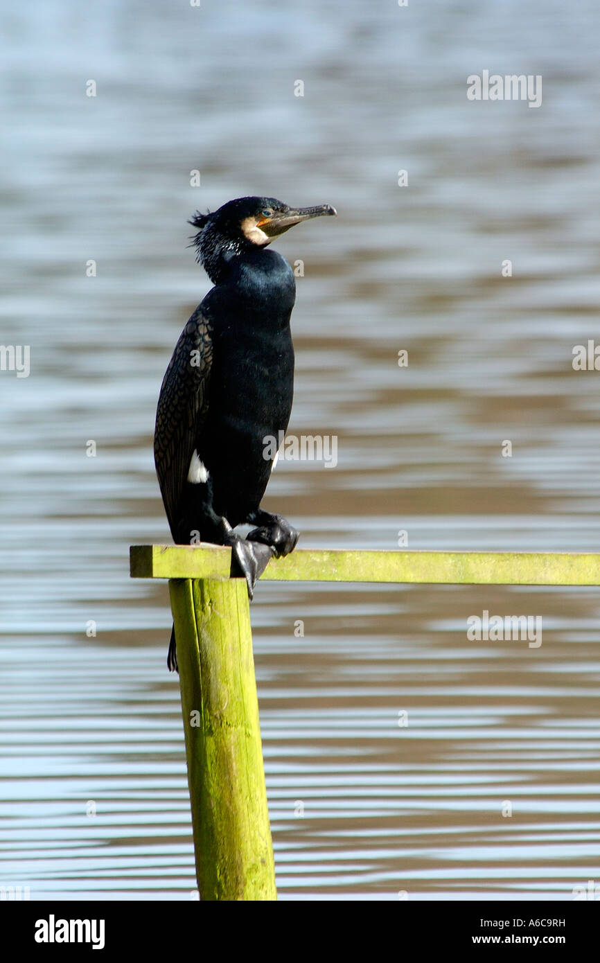 Einzelne Erwachsene Kormoran Phalacrocorax Carbo sitzen auf einem hölzernen Querbalken Stockfoto