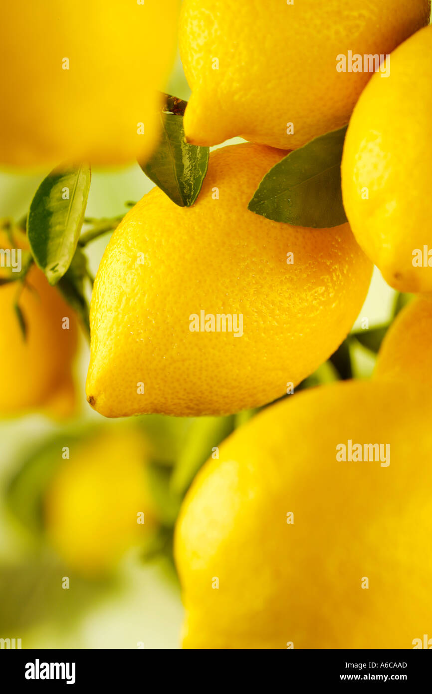 LEMON TREE Stockfoto