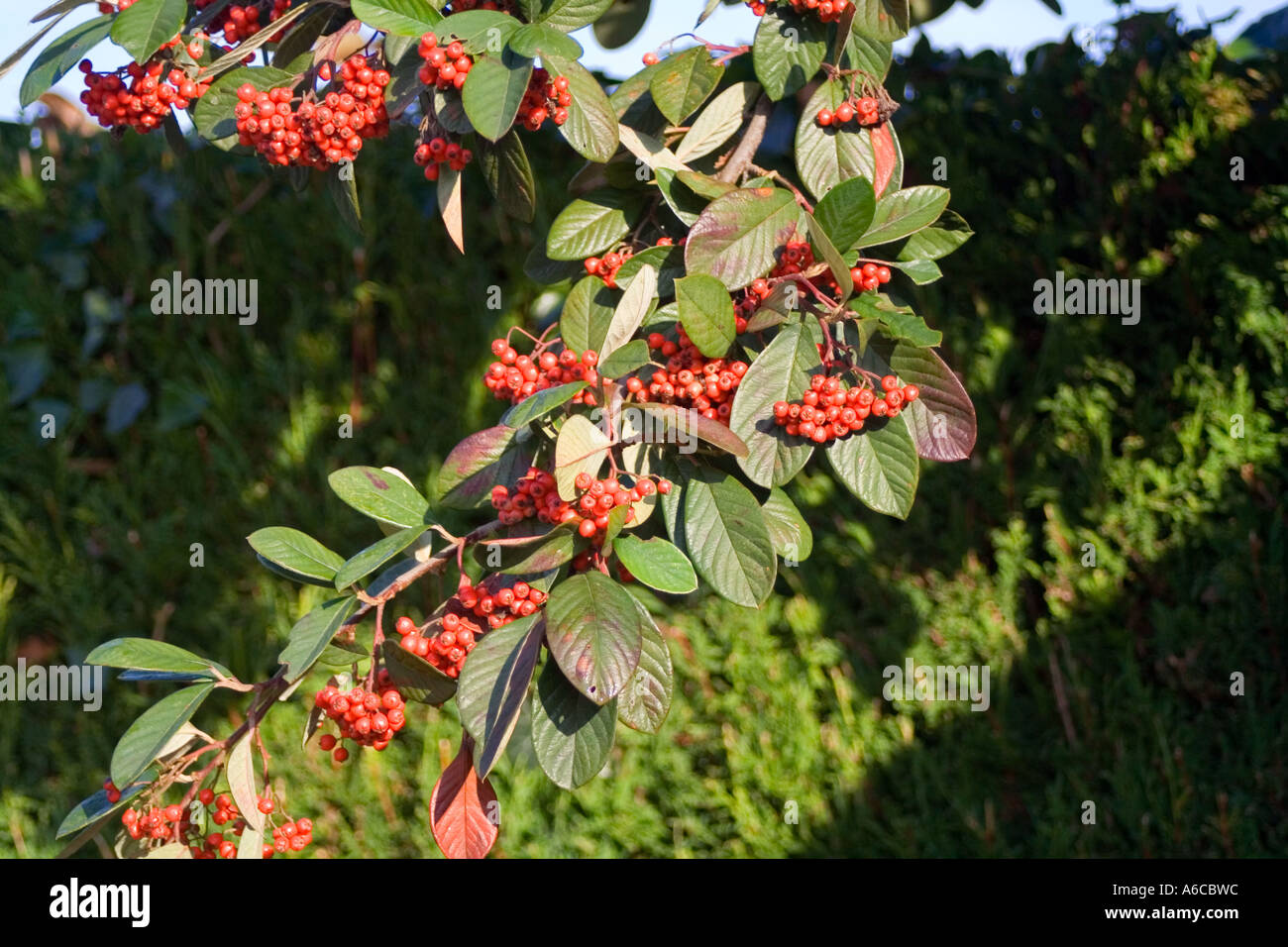 Beeren Zwergmispel Cornubia Stockfoto