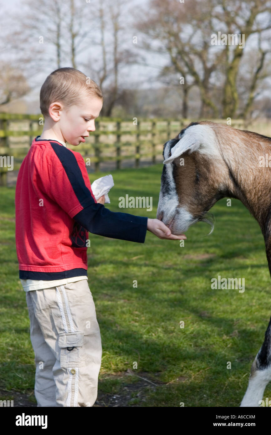 Junge Fütterung der Tiere am Windmühle Bauernhof Streichelzoo bei Burscough, Lancashire, UK. Stockfoto