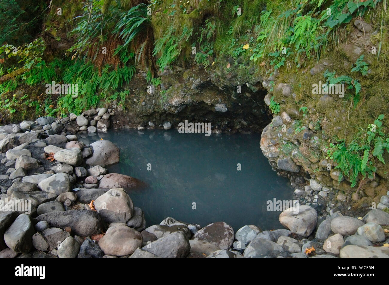 Deer Creek heiße Quellen auf der McKenzie Fluss Willamette National Forest Cascade Mountains Oregon Stockfoto