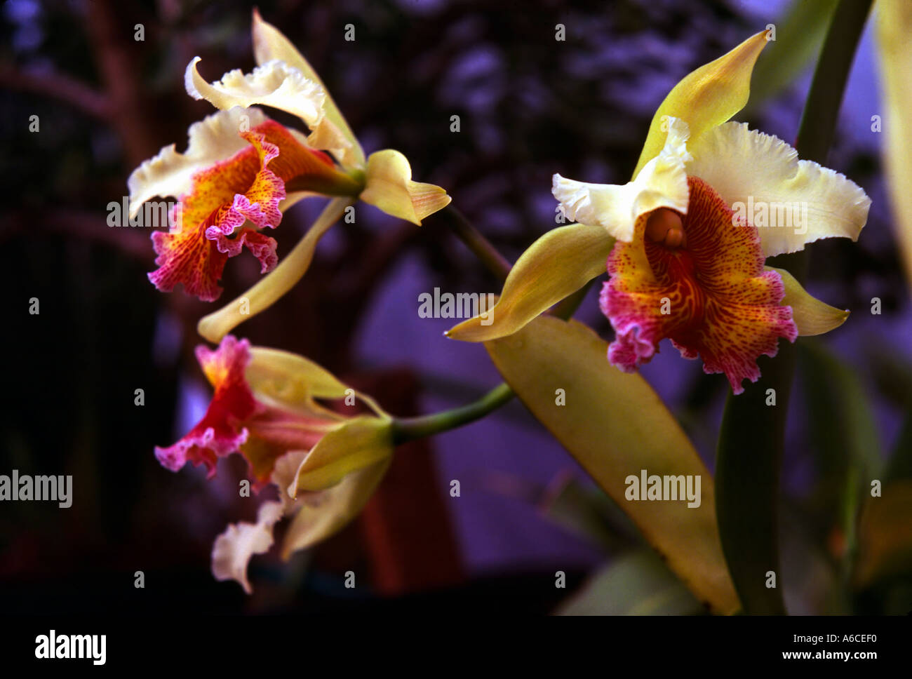 Cattleya dowiana Stockfoto