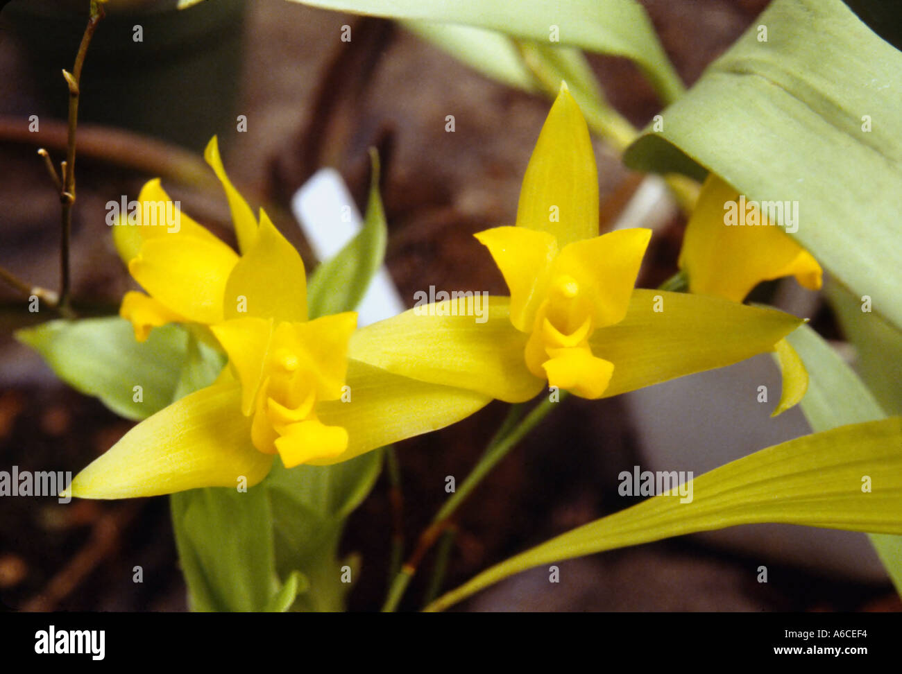 Lycaste Aromatica Orchidee Stockfoto