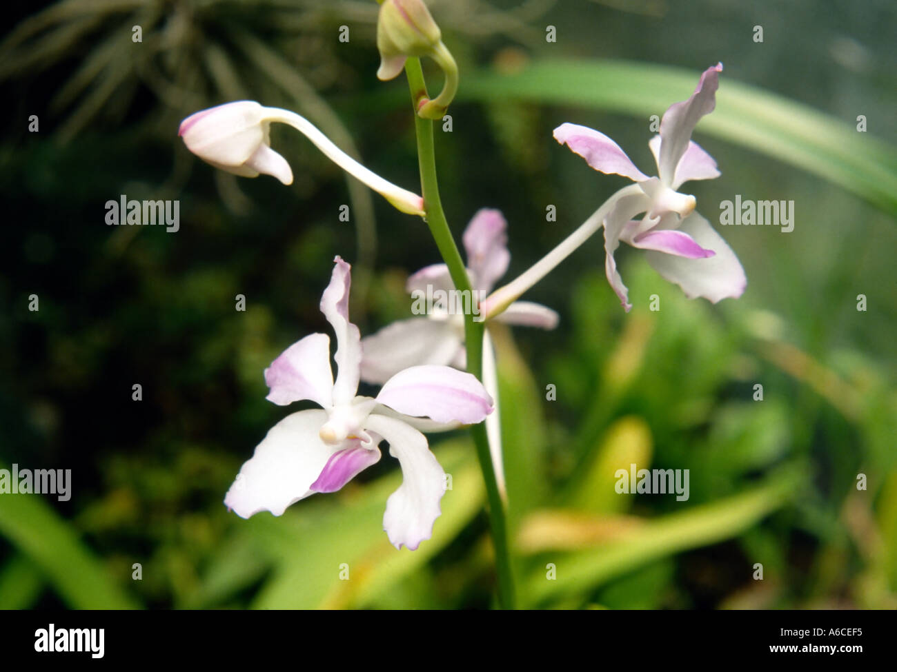 Vanda coerulea Stockfoto