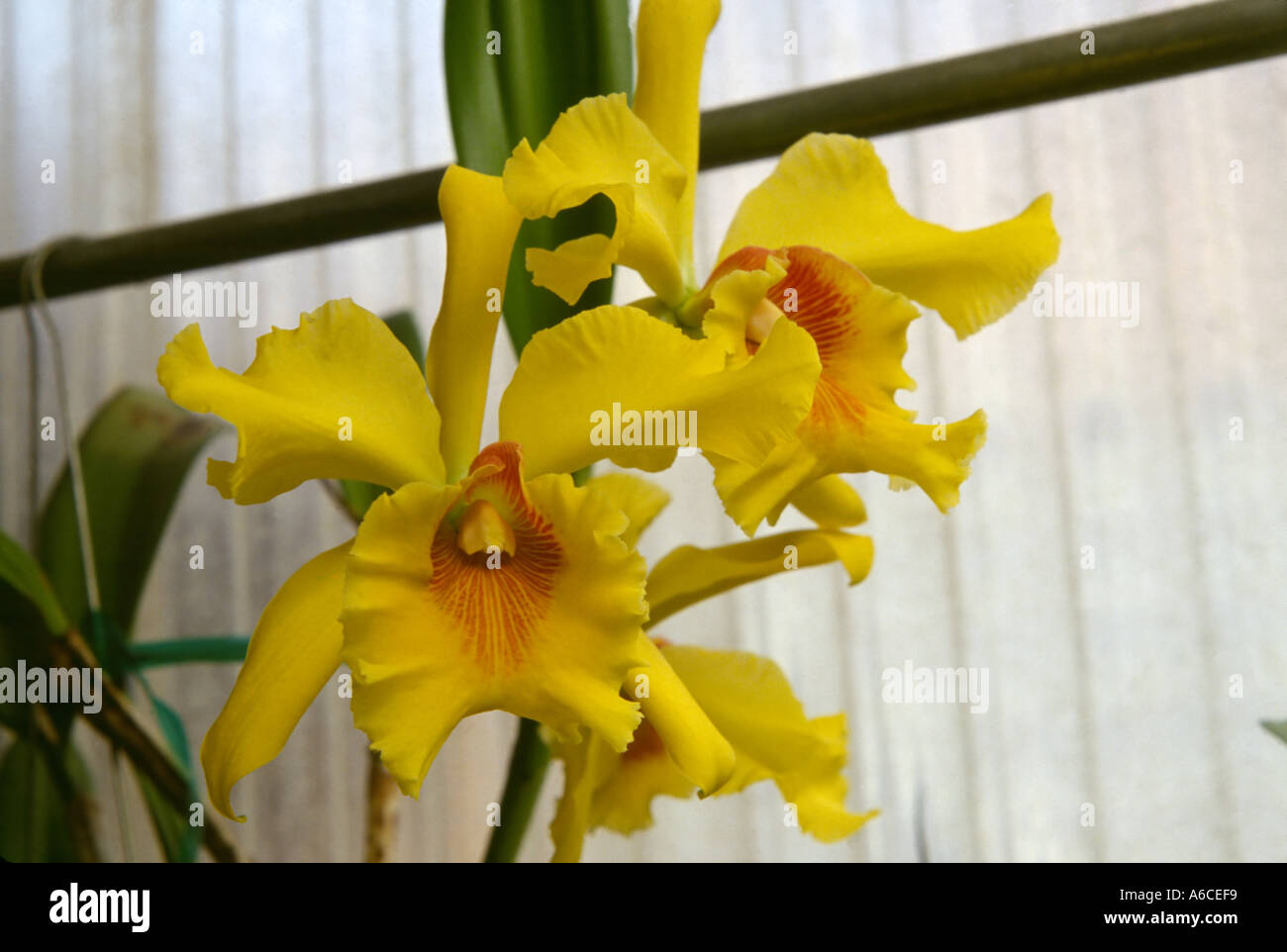 Gelbe Cattleya Orchidee Stockfoto