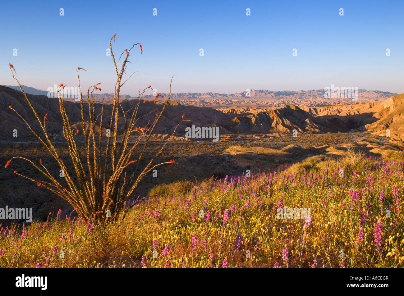 Ocotillo Lupine und Kreuzkraut in voller Blüte an Carrizo Badlands Overlook Anza Borrego Desert State Park California Stockfoto