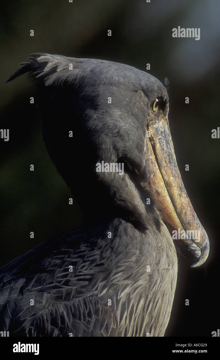 Wal geleitet, Storch oder Schuhschnabel Storch BALAENICEPS REX Uganda Ostafrika Stockfoto