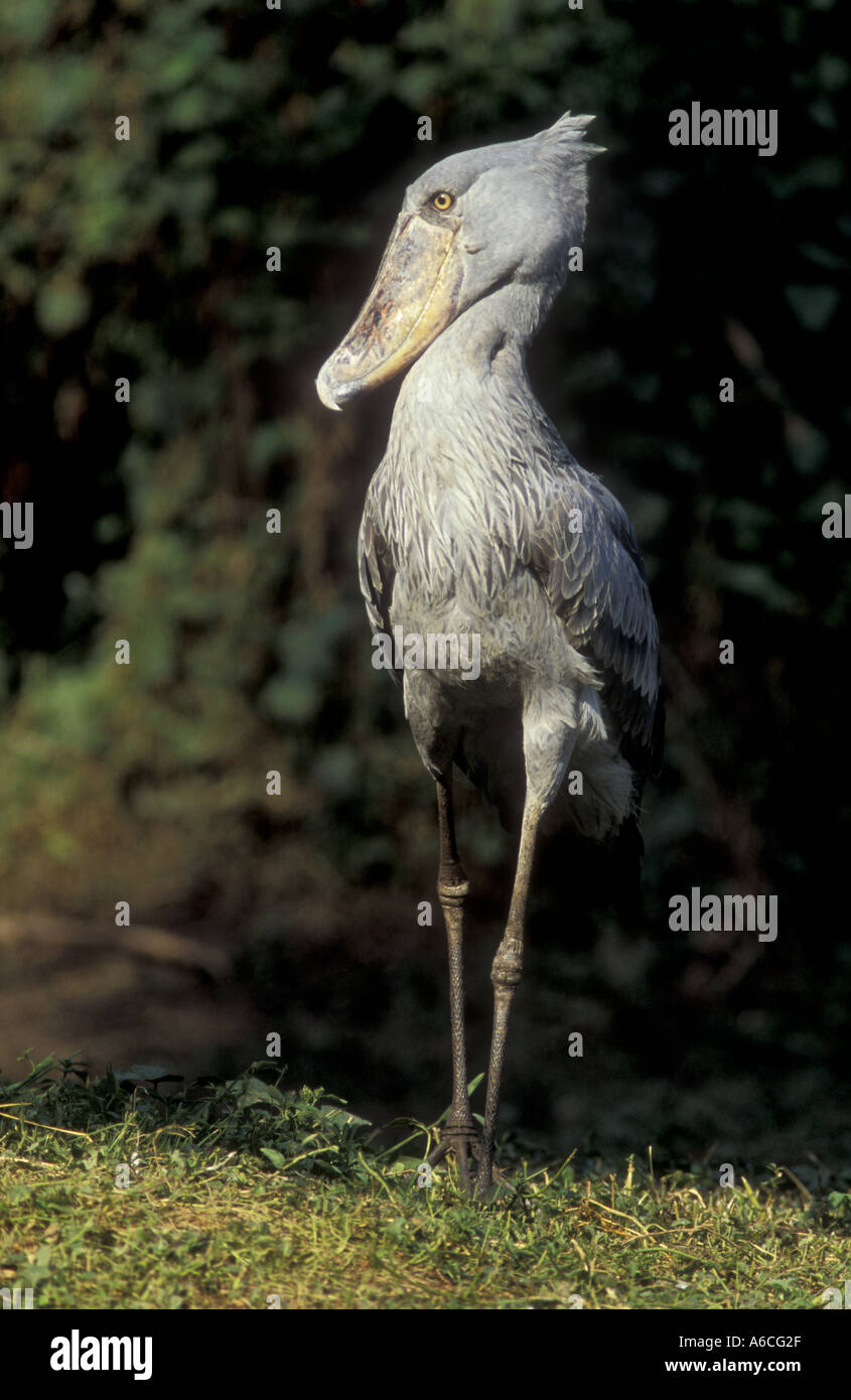 Wal geleitet, Storch oder Schuhschnabel Storch BALAENICEPS REX Uganda Ostafrika Stockfoto