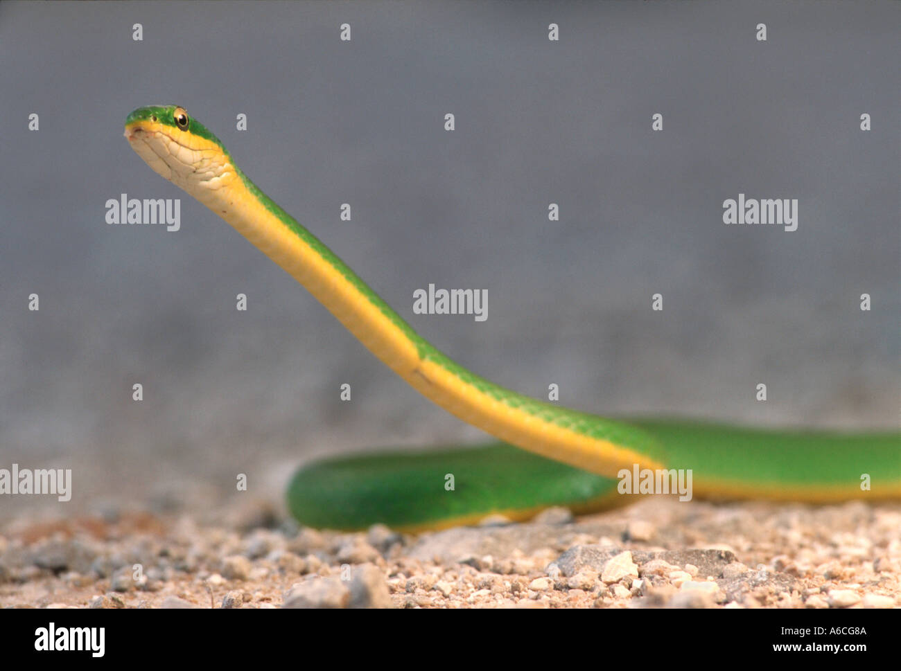 grobe grüne Schlange Opheodrys Aestivus Palm Beach County FL Stockfoto