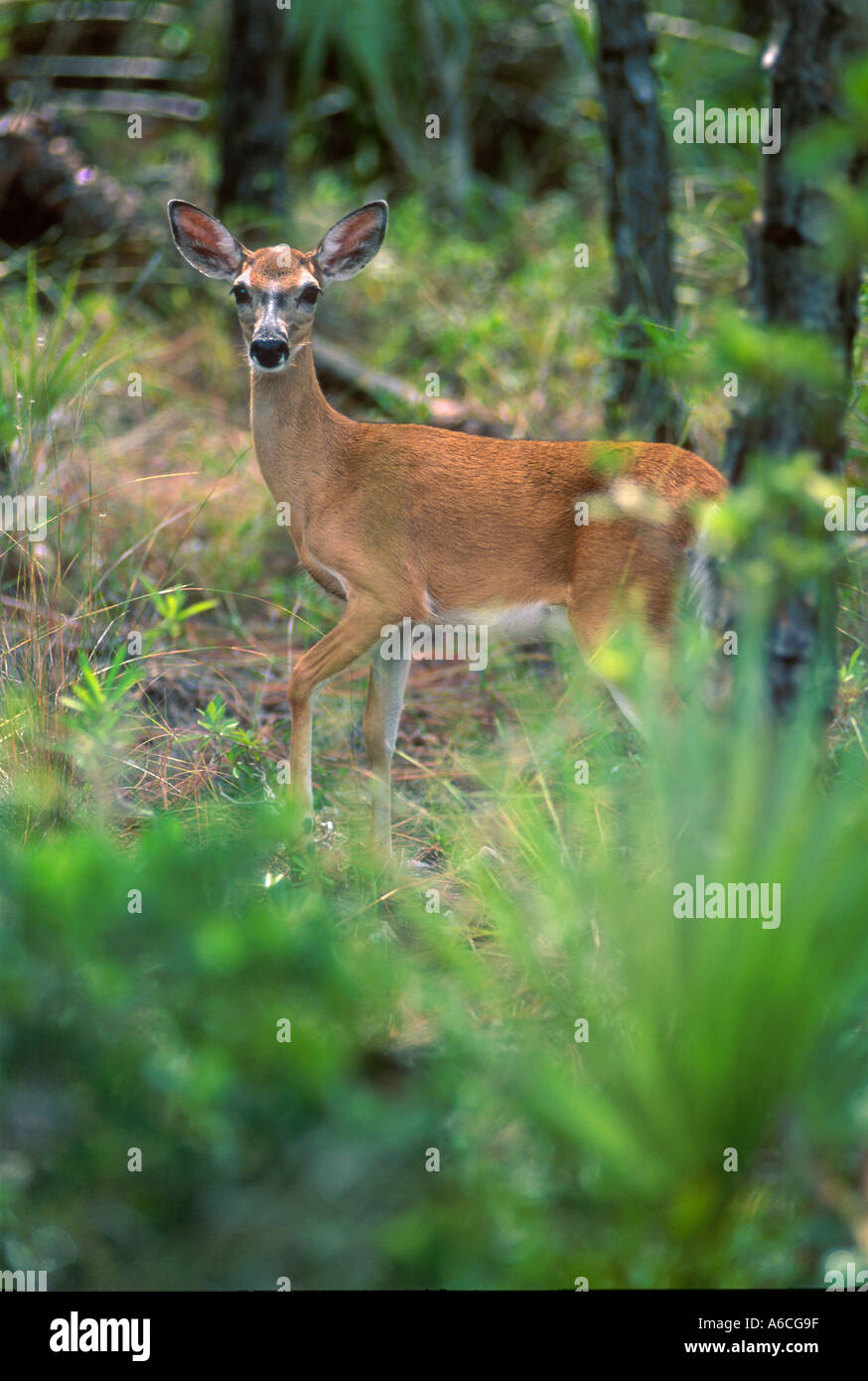 Key Deer Odocoileus Virginianus Clavium Big Pine Key National Key Deer Refuge Stockfoto