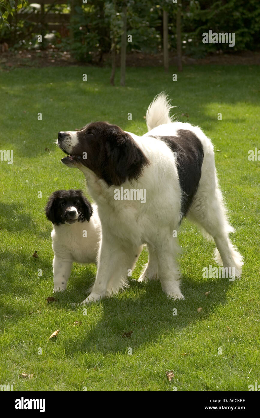 Landseer Hund Stockfotografie - Alamy