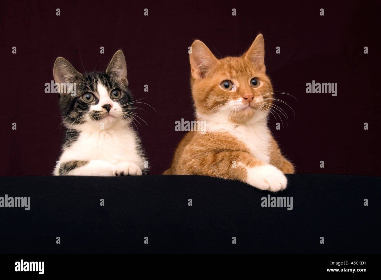 Zwei junge Katzen, Bruder und Schwester Stockfoto