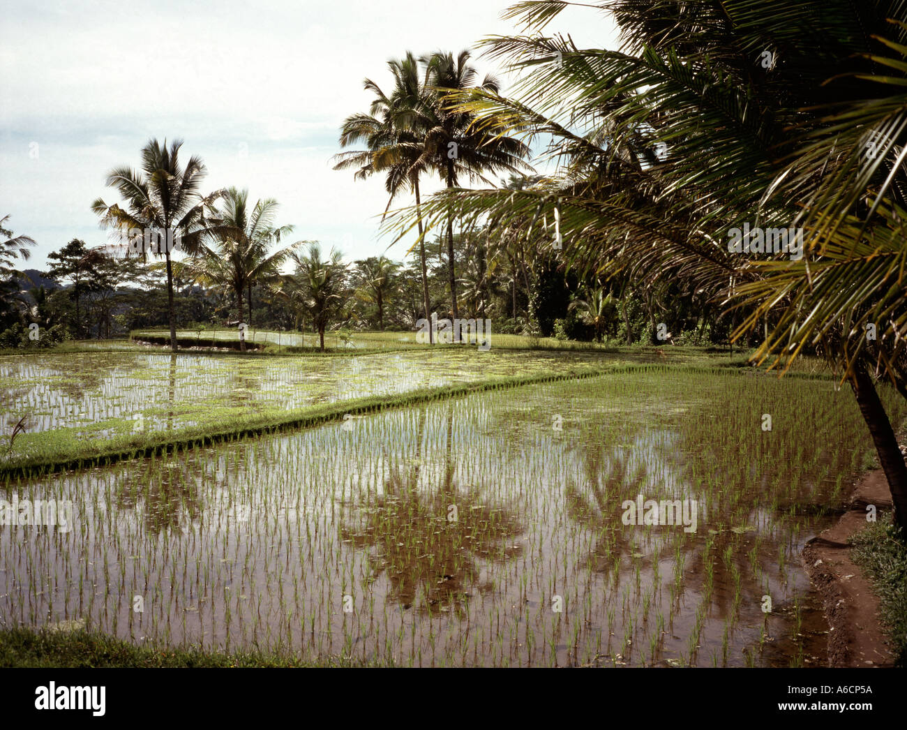 Indonesien Bali Tampaksiring Reflexionen in Reisfeldern Stockfoto