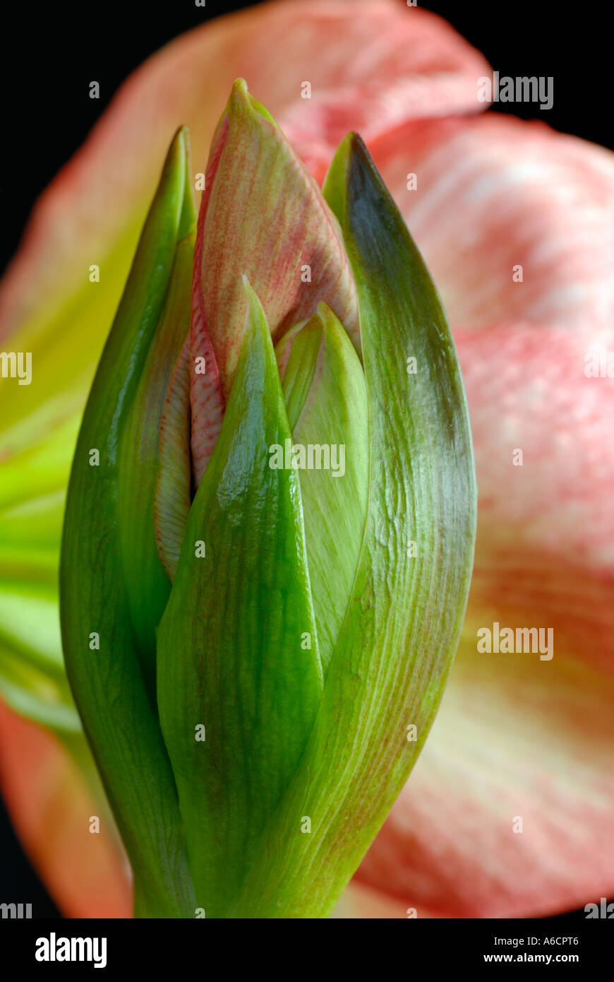 Amaryllis Blütenknospe Schwellen- Stockfoto