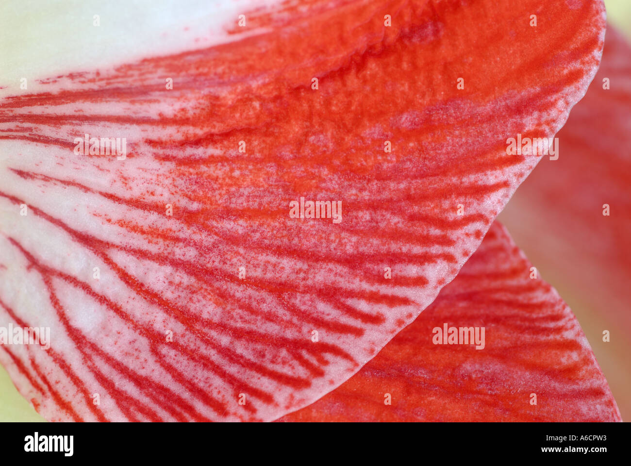 Abstrakt Nahaufnahme von einem roten Amaryllis Blume Blütenblatt Adern Stockfoto