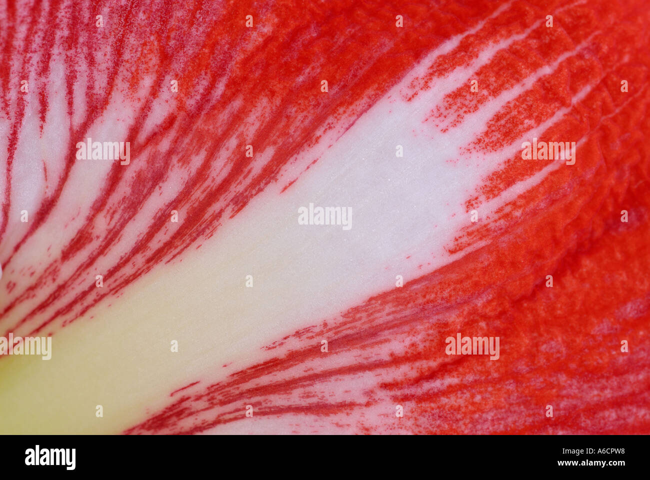 Auszug aus einem roten Amaryllis Blume Blütenblatt hautnah Stockfoto