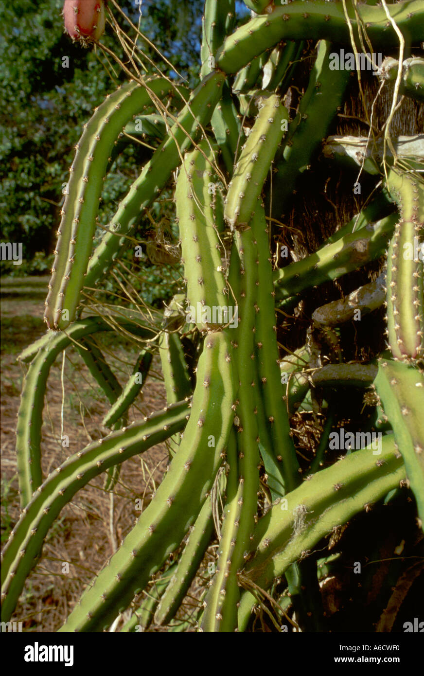 monstera dubia ebay Monstera Dubia Medium