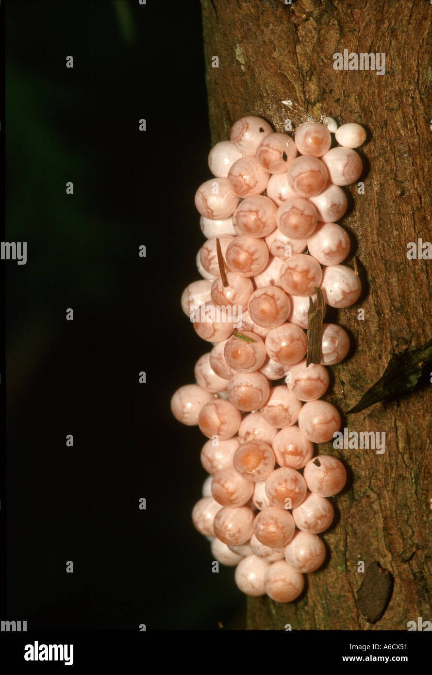 FL-Apfelschnecke Eiern Pomacea Paludosa Schnecken Stockfoto