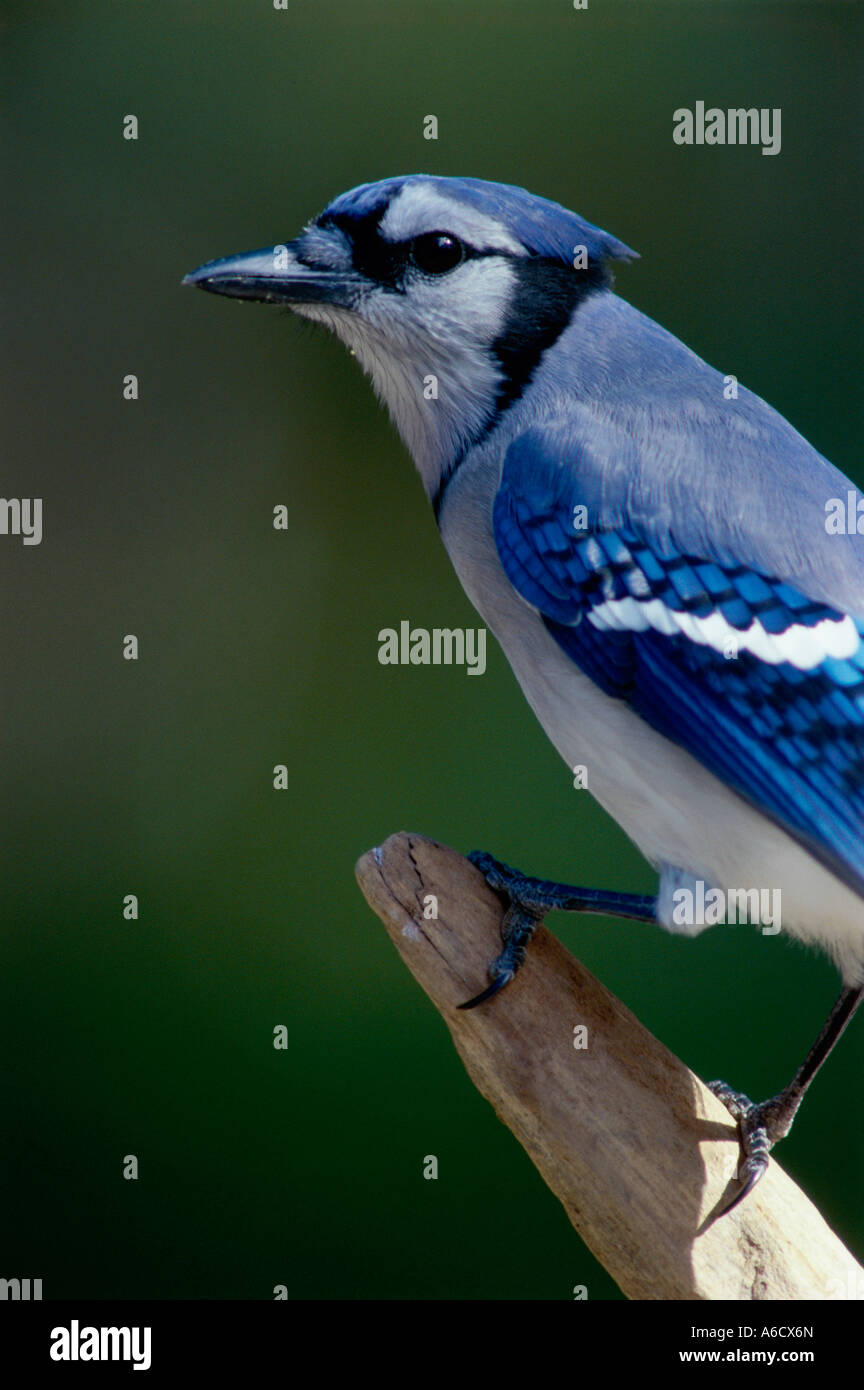 Nahaufnahme von einem Blue Jay Stockfoto