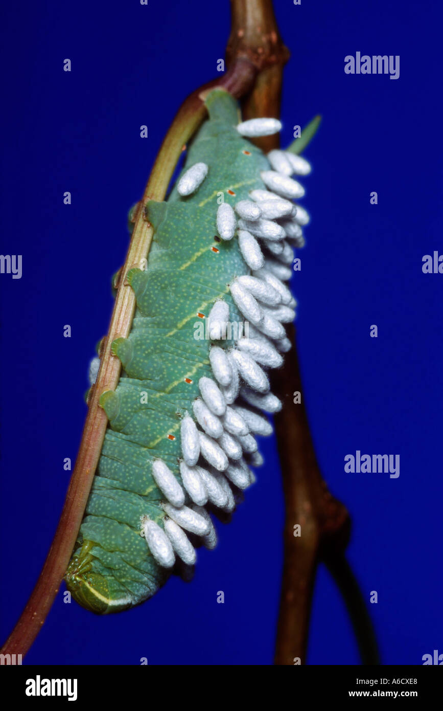 Hornworm Motte Manduca Spp Host Wespe Puppe Familie Bracanidae Hornworm  Falter Raupe befallen mit Wespe Puppe Stockfotografie - Alamy