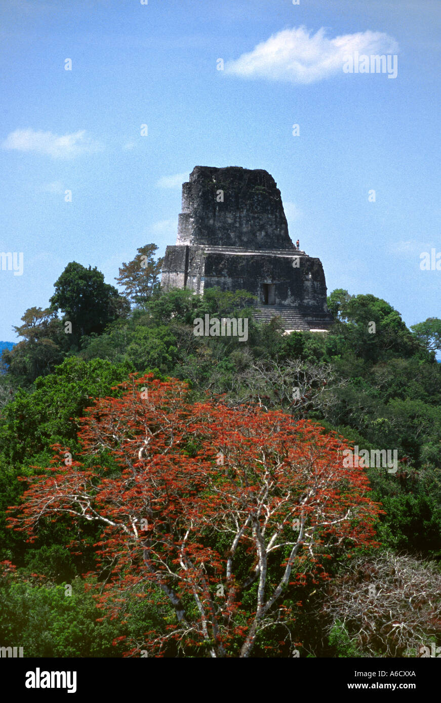 Ein Blick auf MAYA Tempel IV 212 ft hoch steigen, vom Gipfel des LOST WORLD Tempel TIKAL GUATEMALA Stockfoto