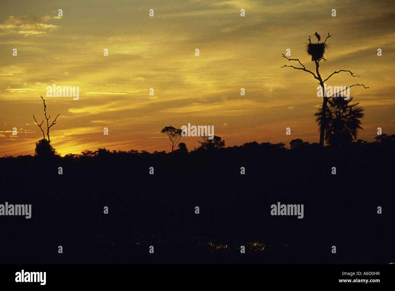 Silhouette von Jabiru Störche im Nest Stockfoto