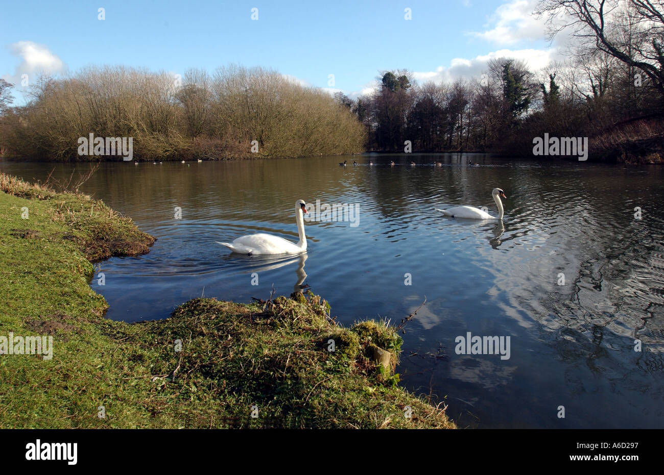 Höckerschwäne auf See Stockfoto