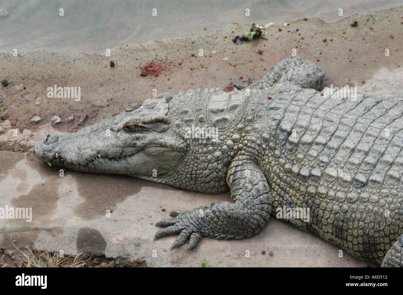 Krokodil in China Stockfoto