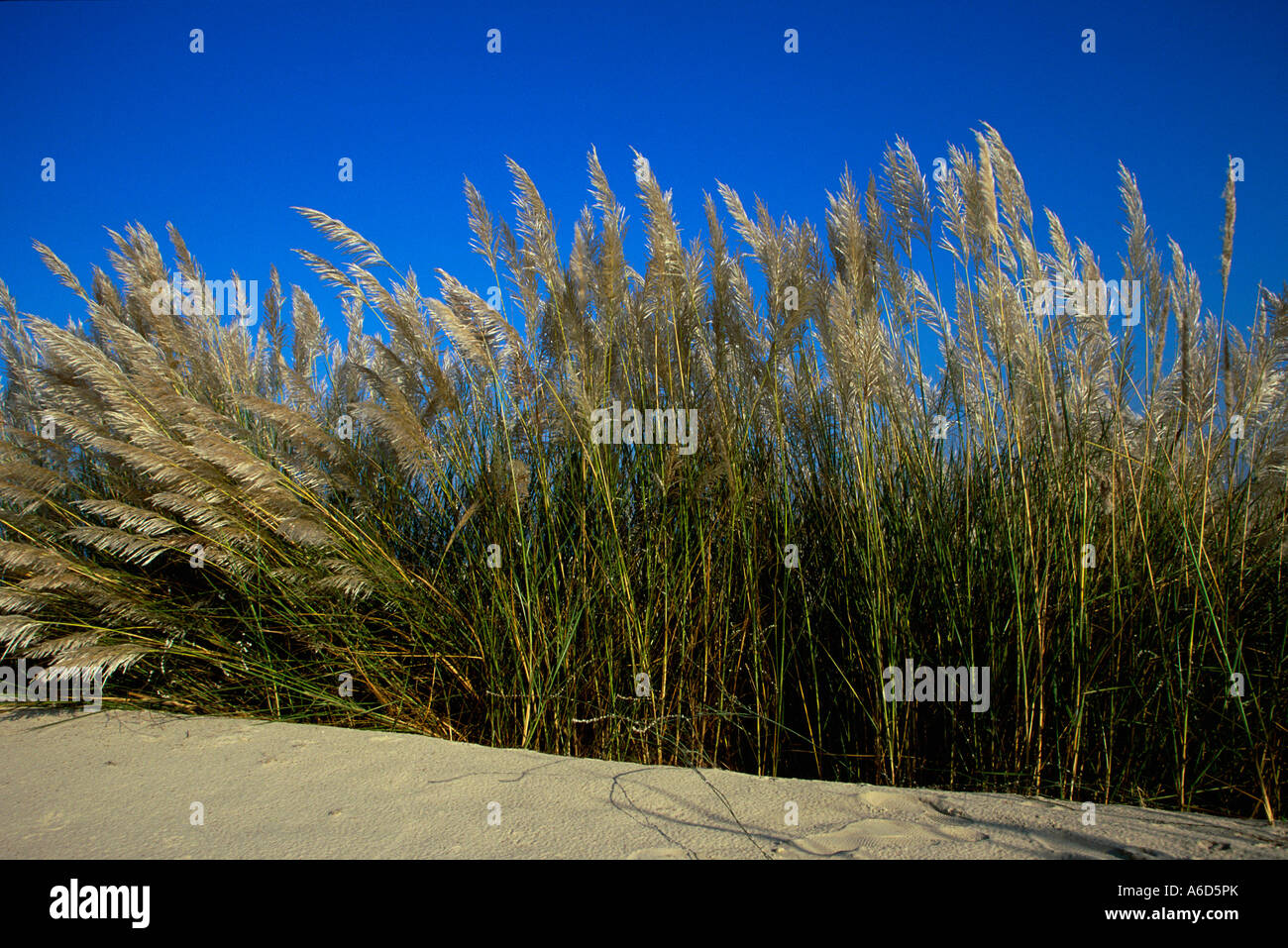 Schilfpflanzen in einem Nationalpark, Alexander-River-Nationalpark, Israel Stockfoto