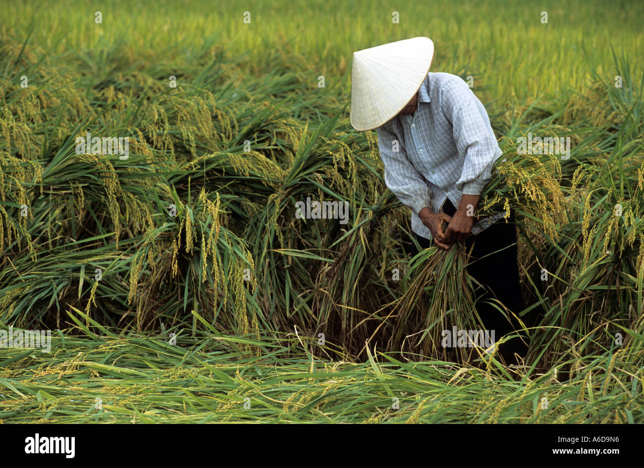 Reisernte, Thai Nguyen Province, Vietnam Stockfoto
