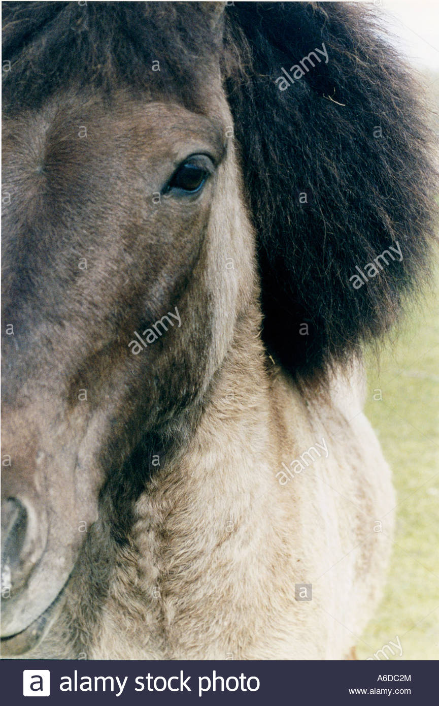 Flauschiges Pferd Stockfotos und bilder Kaufen Alamy Flauschiges Pferd Stockfotos und bilder Kaufen Alamy