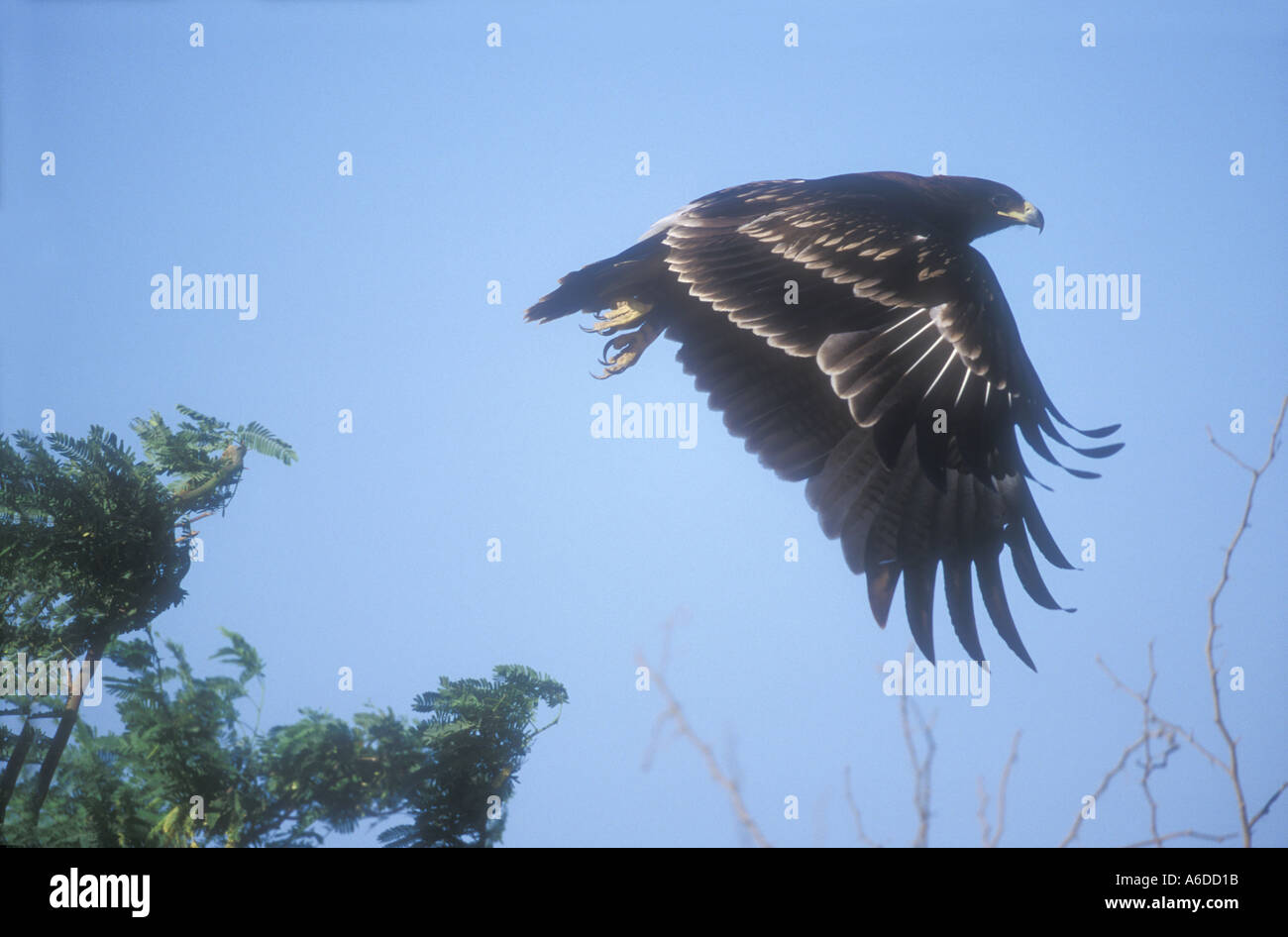 GREAT SPOTTED EAGLE Aquila clanga Stockfoto