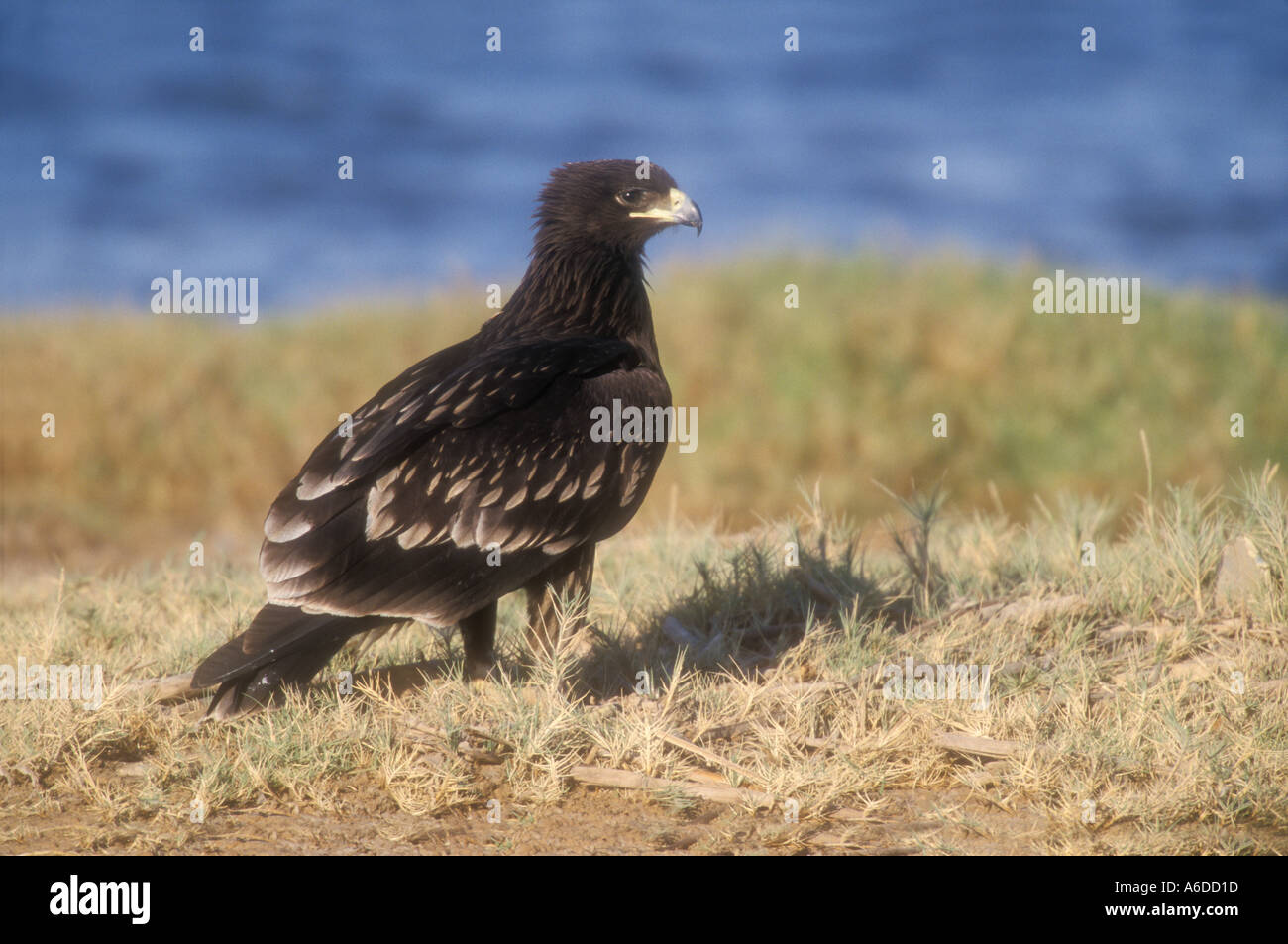 GREAT SPOTTED EAGLE Aquila clanga Stockfoto