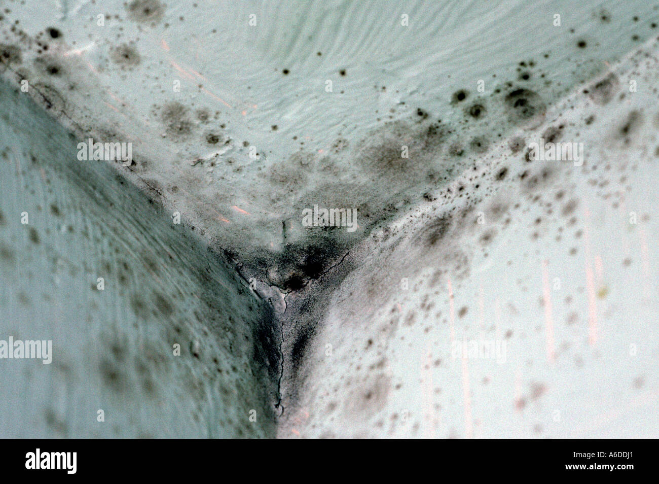 12565 RF Mehltau auf eine Dusche Wand Feuchtigkeit nicht blühende Pflanze wächst Stockfoto