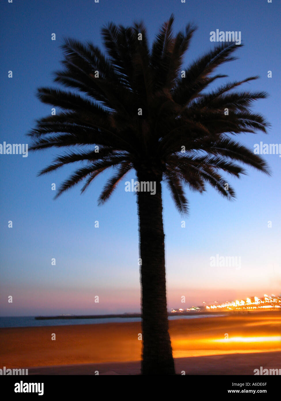 Palme im Morgengrauen Stockfoto