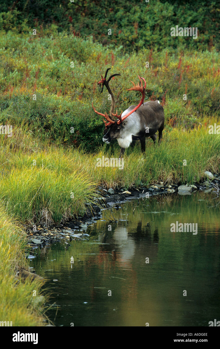 Alaska Denali National Park Caribou Bull vergießen samt im Herbst Stockfoto