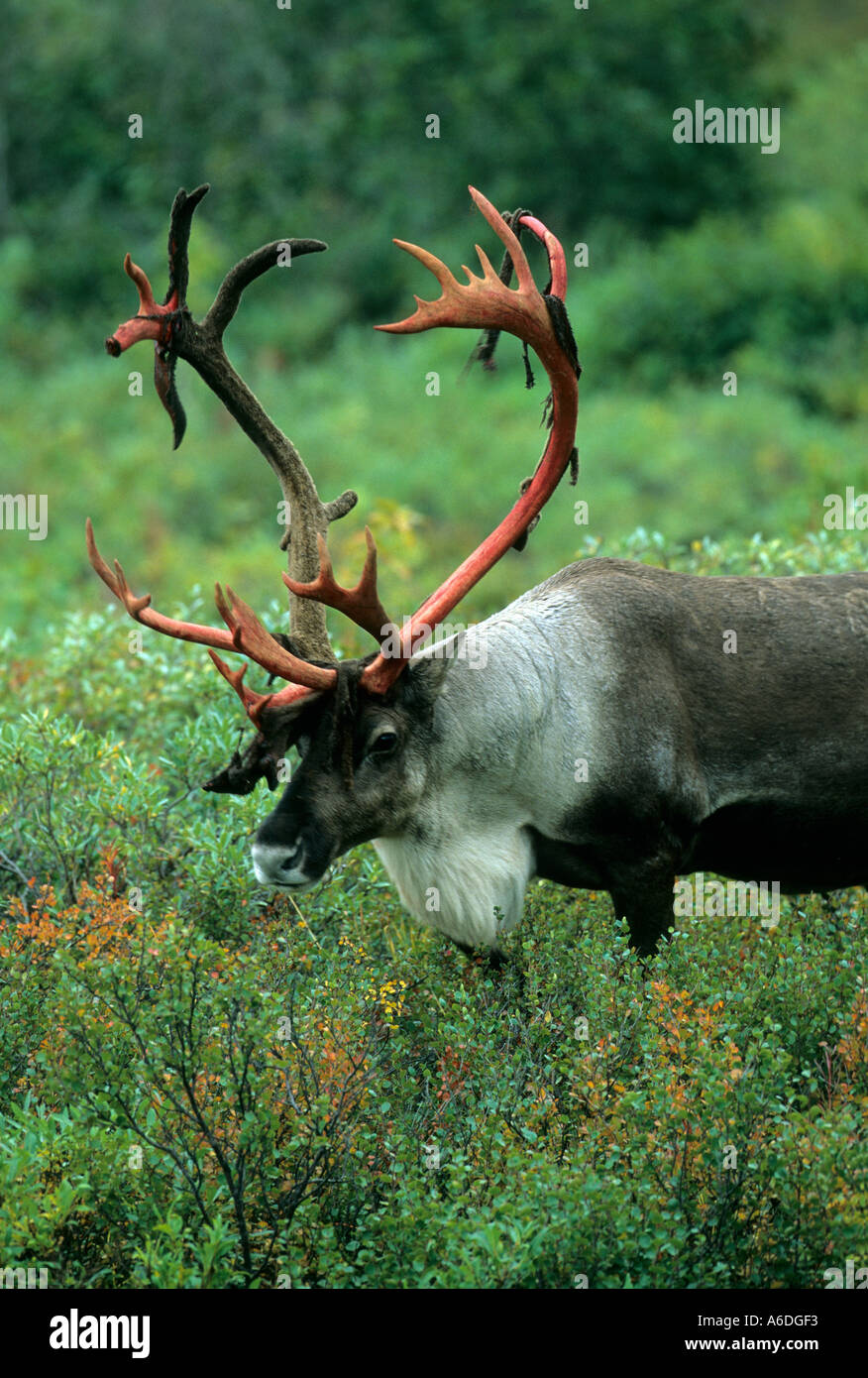 Alaska Denali National Park Caribou Bull vergießen samt im Herbst Stockfoto