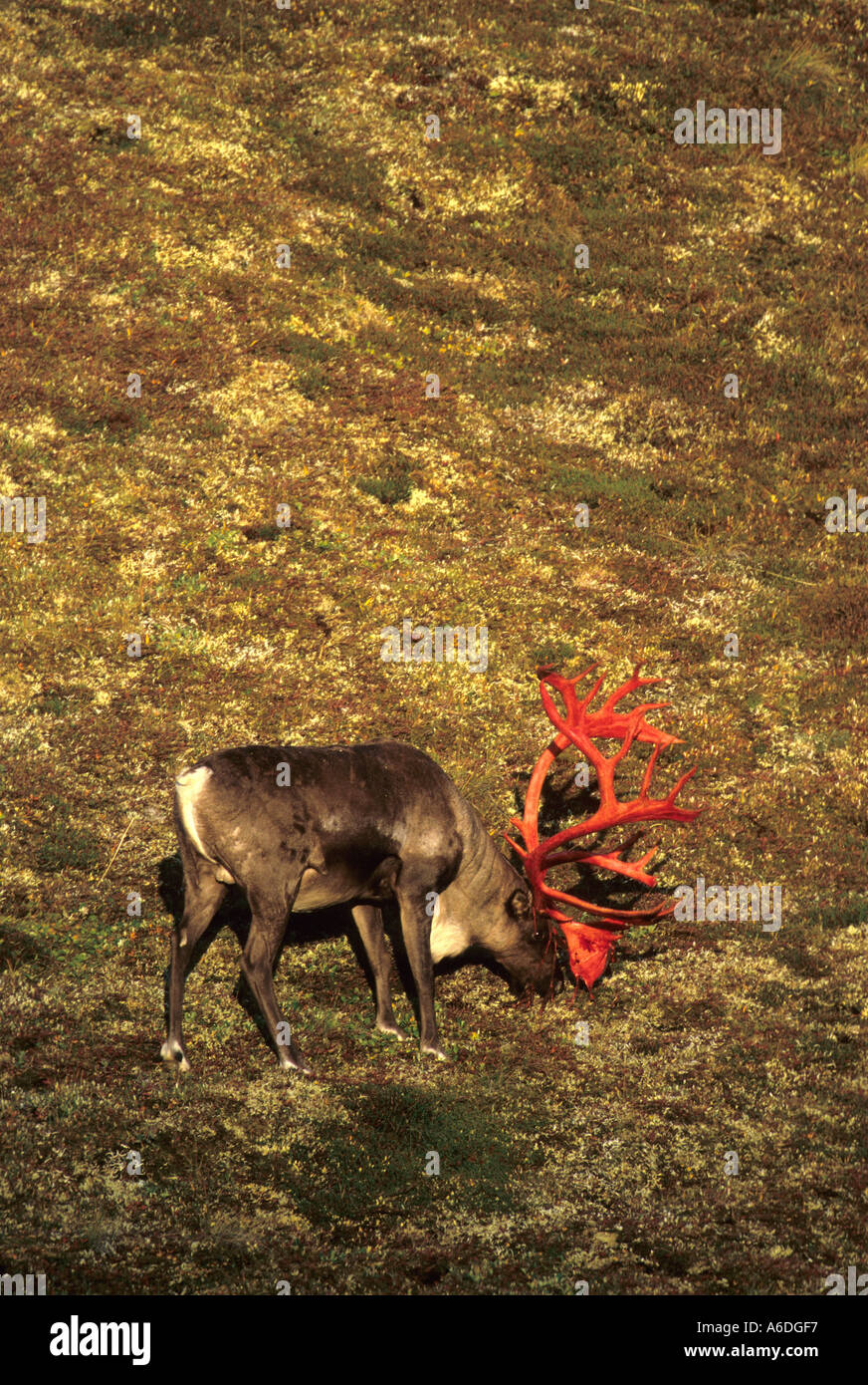 Alaska Denali National Park Caribou Bull vergießen samt im Herbst Stockfoto