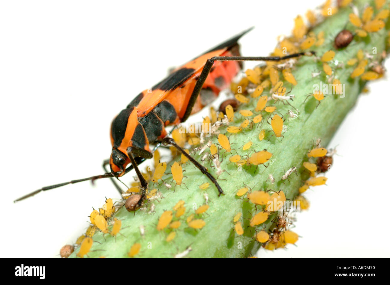 Wolfsmilch Samen bug Familie Lygaeidae und Oleander Blattläuse Familie