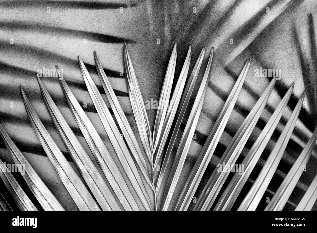 SILVER PALM FROND BAPDB5963 Stockfoto