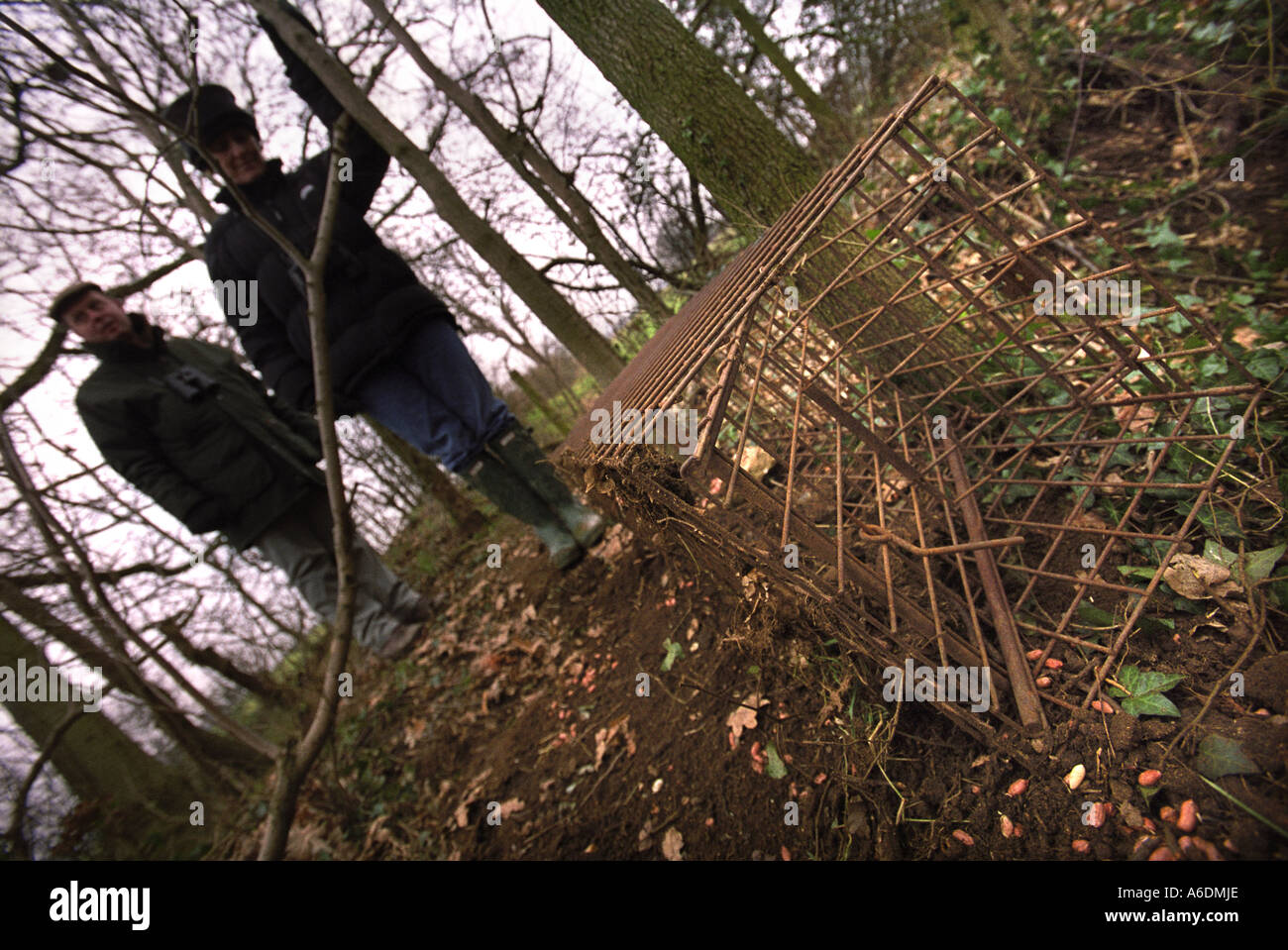 EINE DACHS FALLE STELLEN IM WALD WILTSHIRE UK Stockfoto