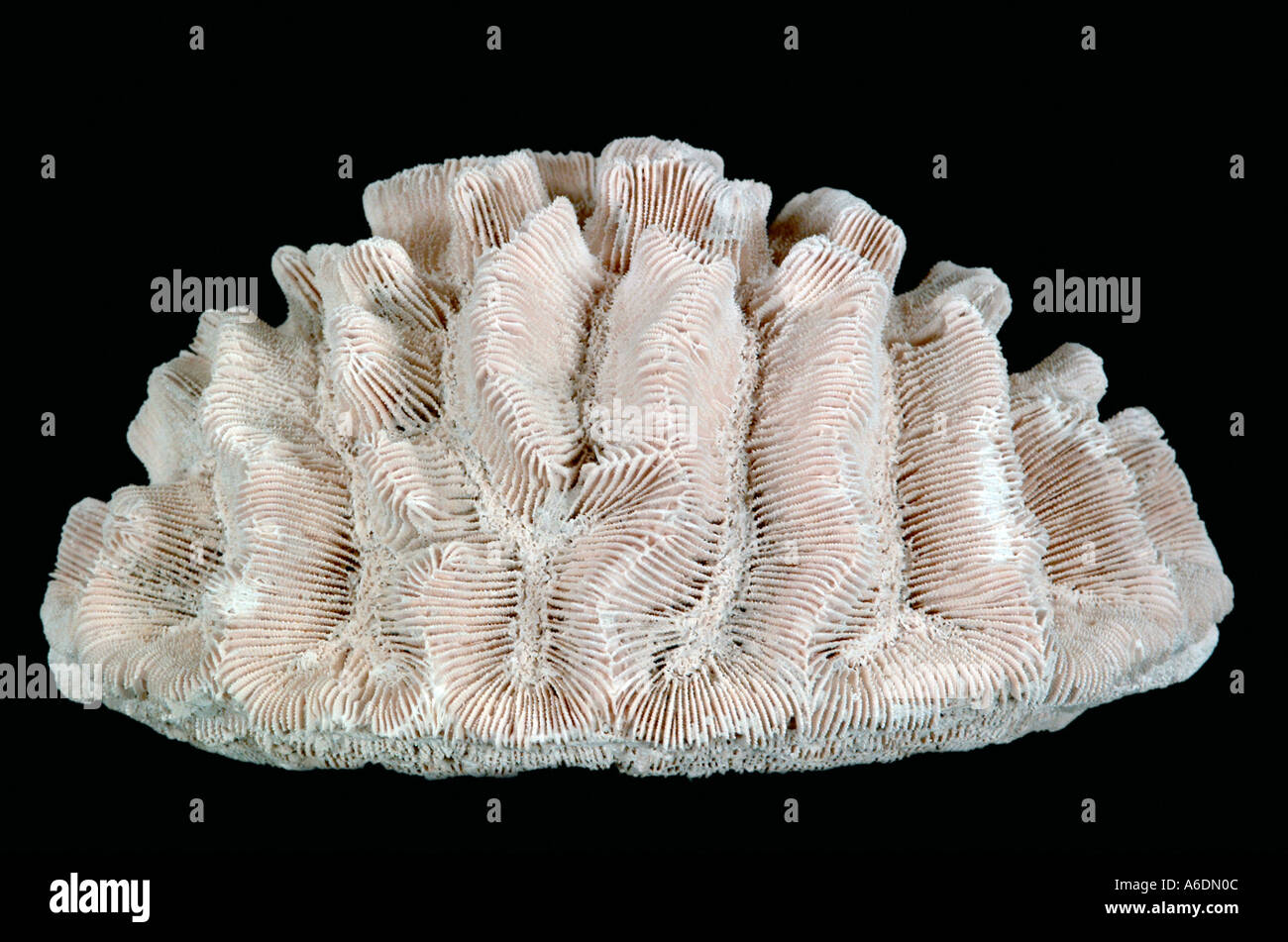 Pliozän Rose Coral Fossil wiederhergestellt 25ft unter Oberfläche in Süd-Florida Stockfoto