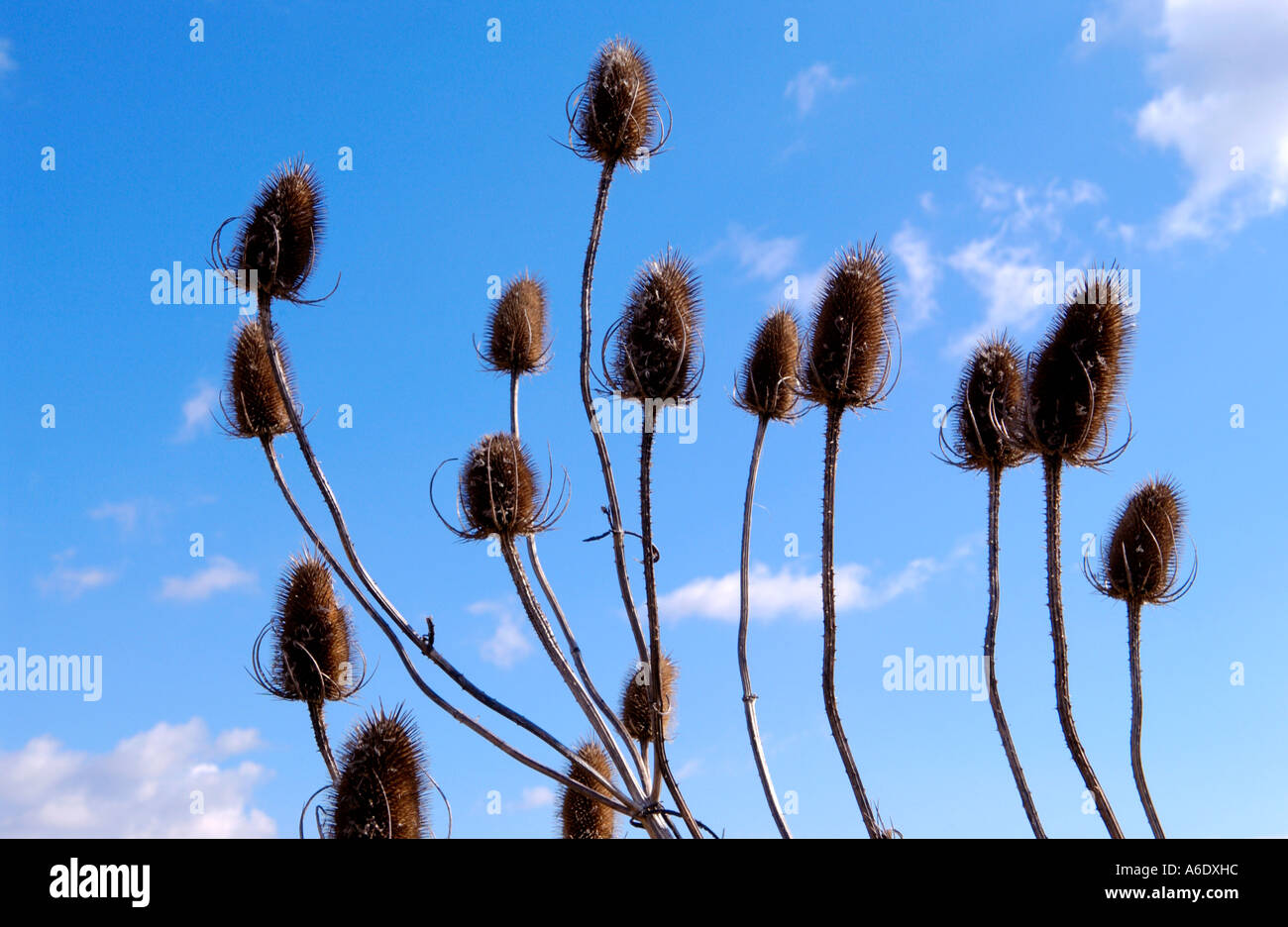 Quasten Sie Dipsacus Fullonum wächst in Newport Feuchtgebiete National Nature Reserve in Newport South East Wales UK Stockfoto