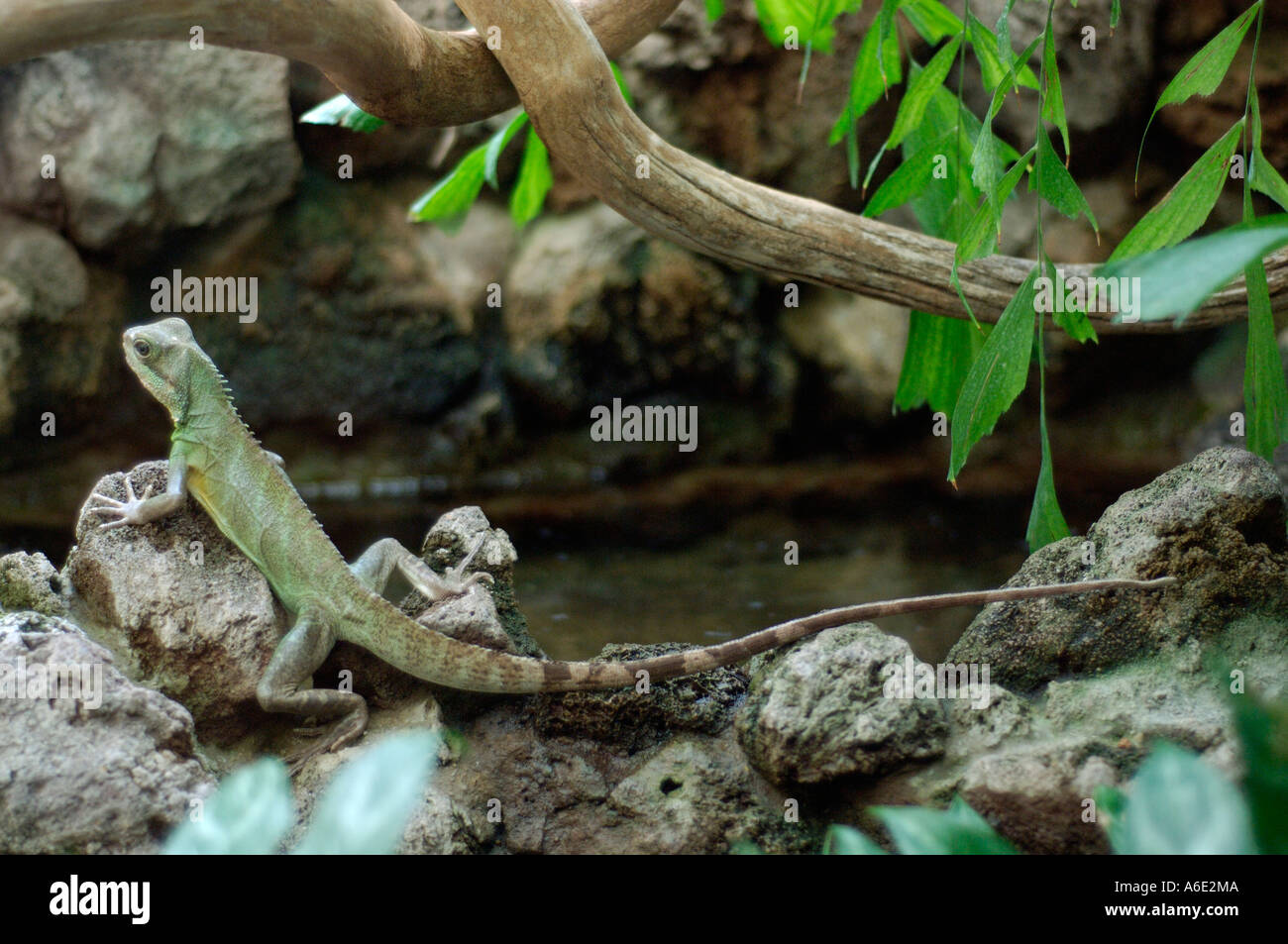 Agama Physignathus Cocincinus SE - Asien Stockfoto