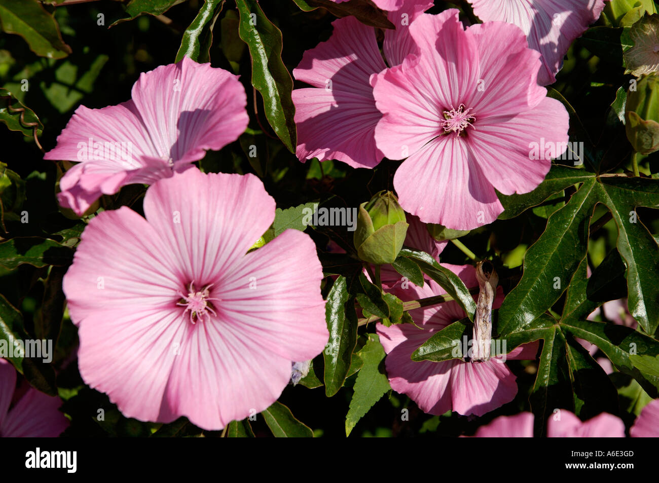 Malve silberne Tasse Lavatera trimestris Stockfoto