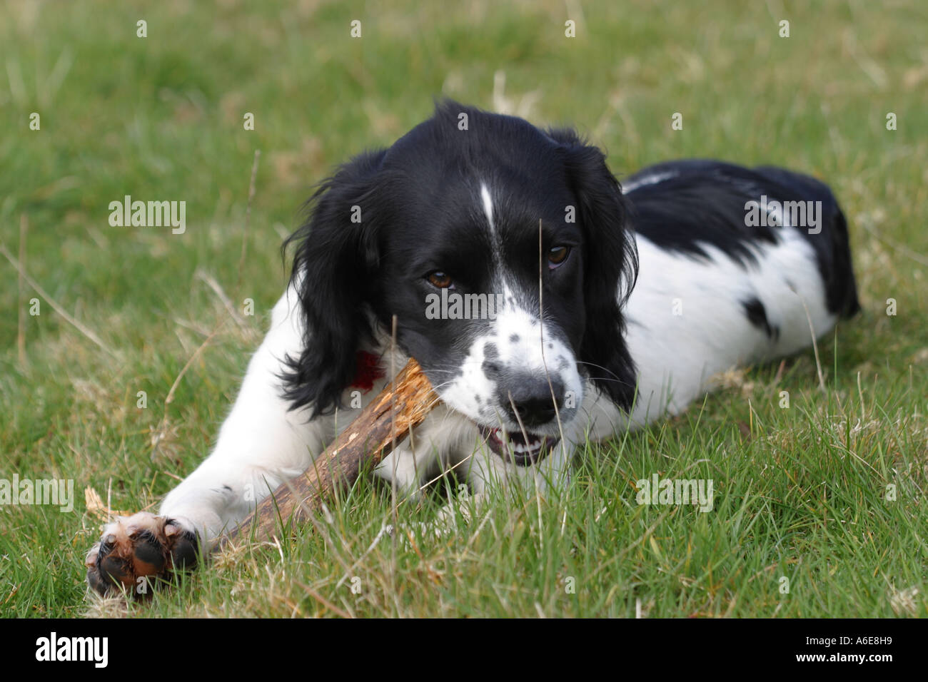 Springer Spaniel Welpe Hund kauen stick Stockfoto
