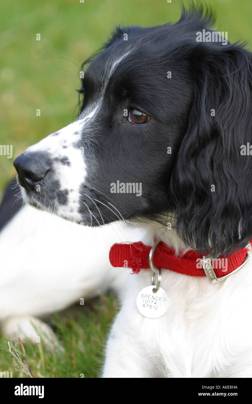 Springer Spaniel Welpen Hund 6 Monate alten schwarzen und weißen Markierungen Stockfoto